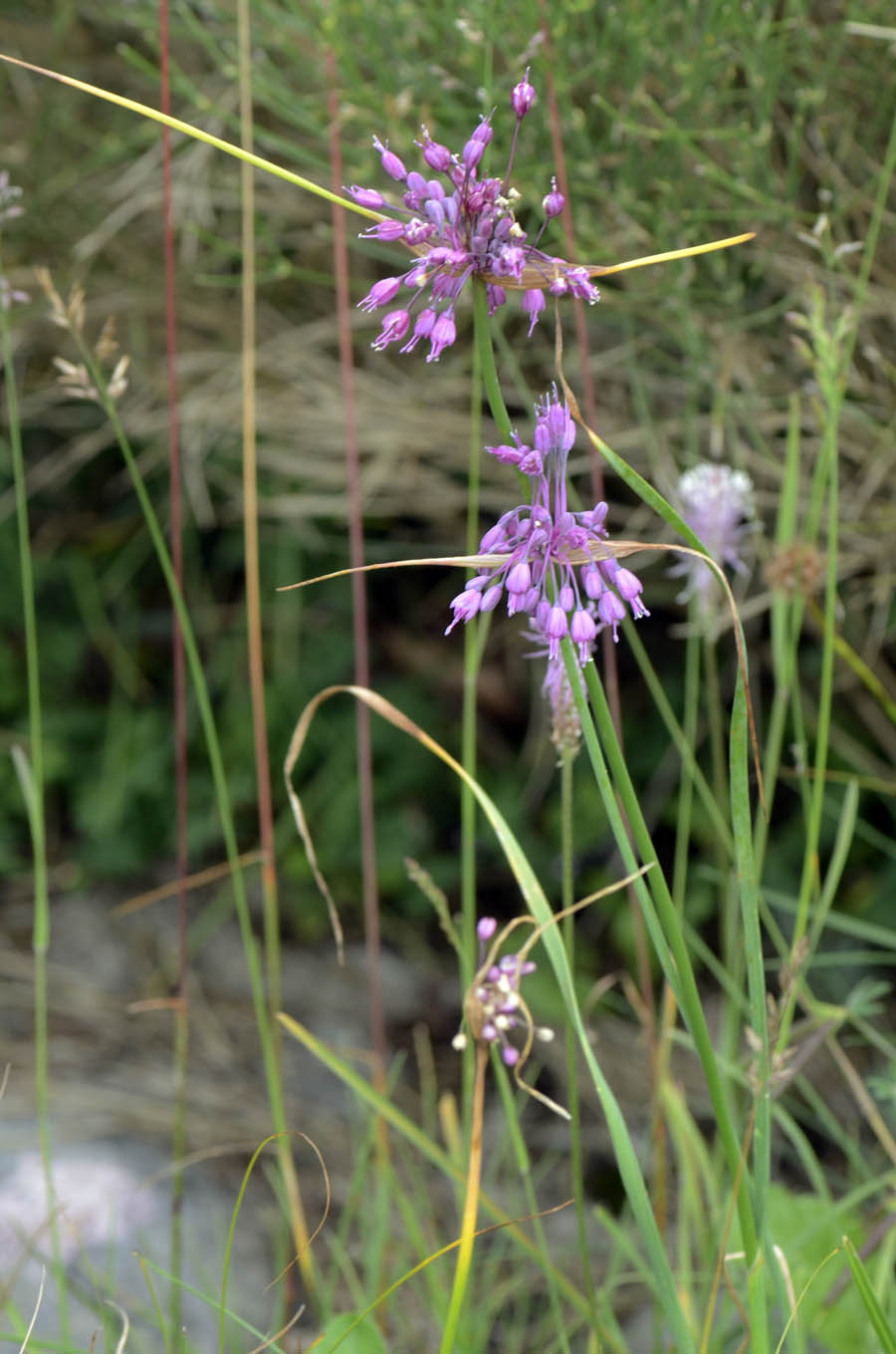 Allium carinatum subsp. pulchellum (=Allium coloratum) / Aglio delle streghe